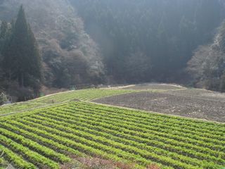 DSC00734.jpg