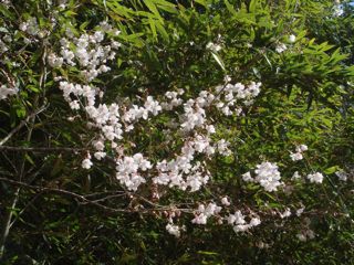 三草山南面の桜