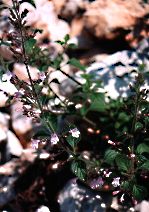 bohinj0013as.jpg