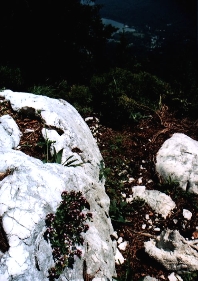 bohinj0014s.jpg
