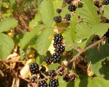 brombeer.jpg