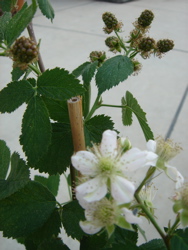brombeere.jpg