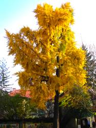 ginko.jpg