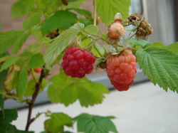 himbeere.jpg