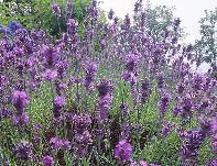 lavendar.jpg