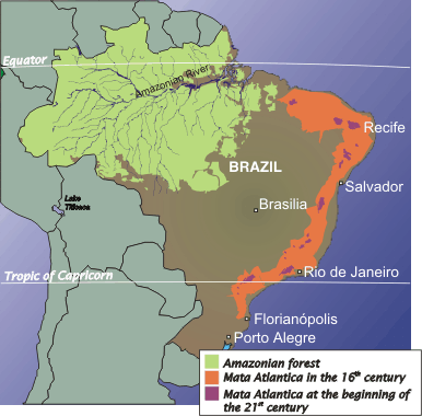 mata_atlantica.gif
