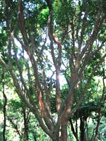 pernanbuco01.jpg