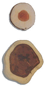 pernanbuco02.gif
