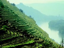 wachau.jpg