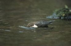 wasseramsel.jpg